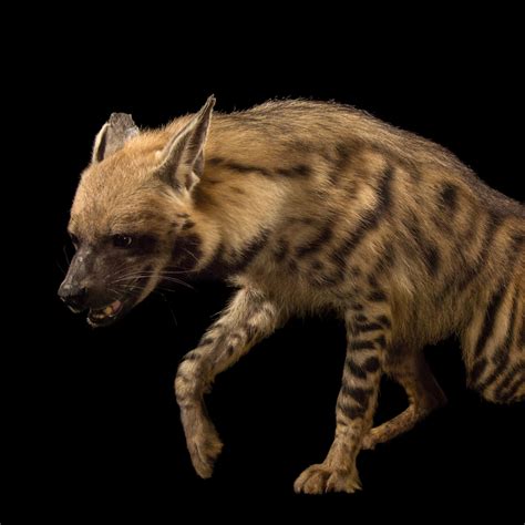 Striped Hyena