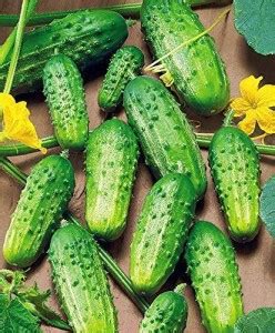 WHYGI Cucumber Rodnichok F1 Source Pickling Heirloom Vegetable Seeds ...