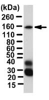 Anti-Cohesin subunit SA-2 Antibody | ABE394
