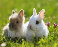 Image result for Pet Bunnies Types