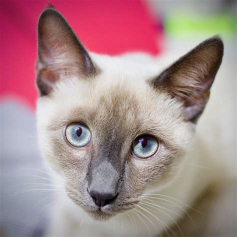 What Is A Seal Point Siamese Cat at Jaxon Cockerill blog