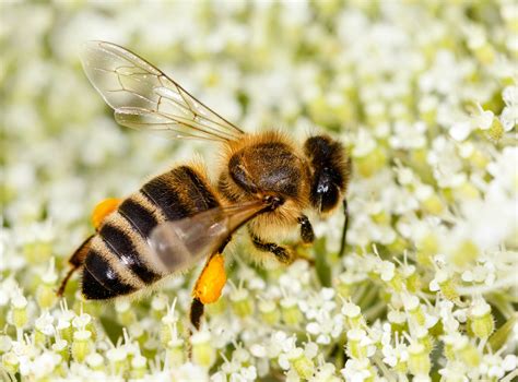 Mysterious origins of western honey bees revealed - Earth.com