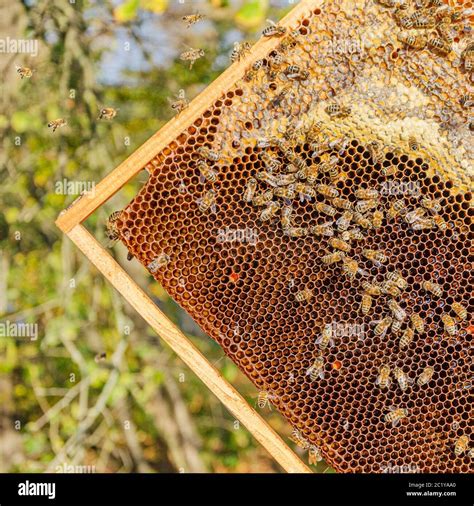 Bees work in apiary hi-res stock photography and images - Alamy