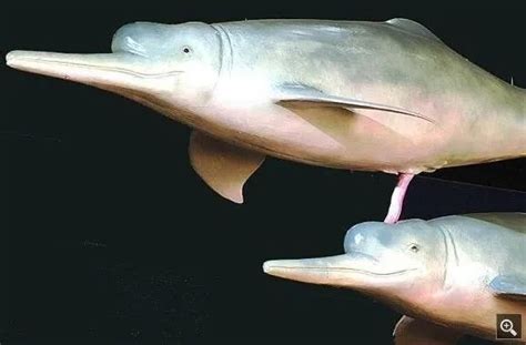 【物种】拍案惊绝的海洋动物性行为（上）_海豚