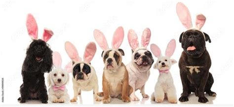 AADR Easter dog show and fayre , In person, Atwood, 31 March 2024 ...