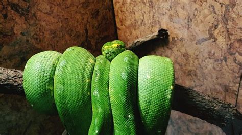 Image result for High Yellow Green Tree Python