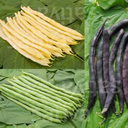 Trio of Runner Beans » Buy organic seeds online / Runner Beans - SATIVA ...
