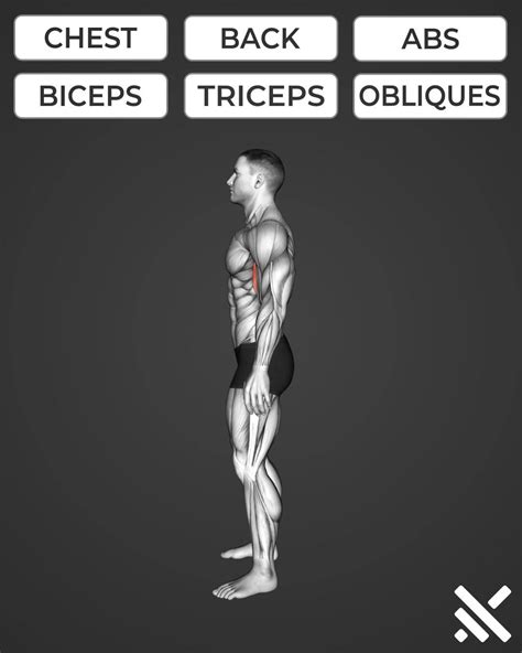 Body Muscle Exercise Chart 的图像结果