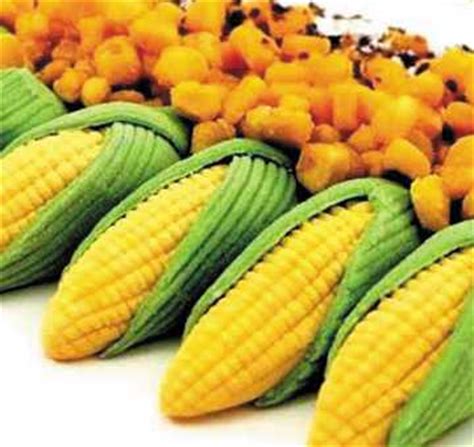 黄金食品玉米-中医养生-百年养生网