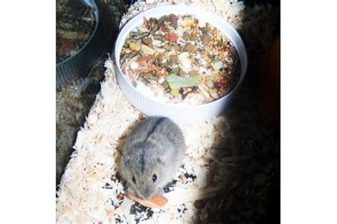 Steppenlemminge Baby Lemminge in Bad Elster | Tiere | Kleinanzeigen