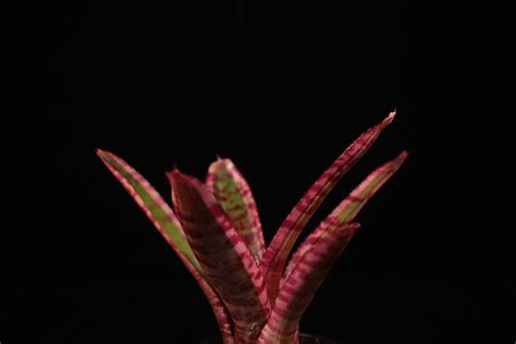 【送料無料】Neoregelia 'White Hot Embers'〔ネオレゲリア〕現品発送N649 | plane plants