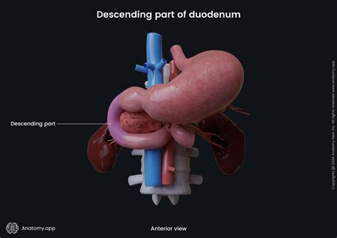 Image result for Duodenum Part