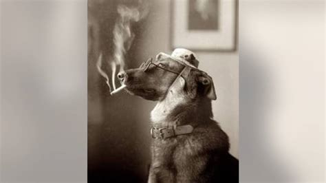 Dogs Getting into Pot 的图像结果