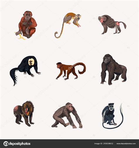 Different Species Of Monkeys