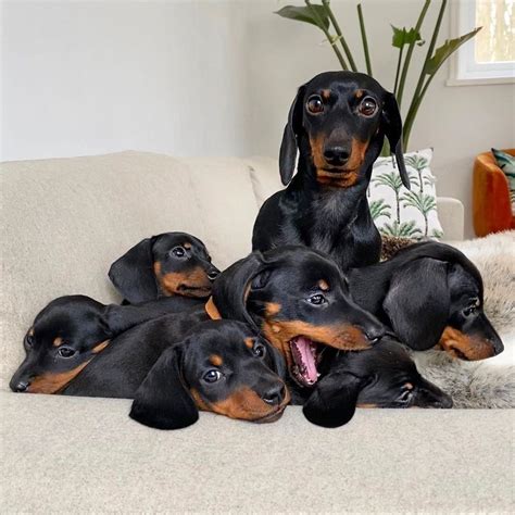 How to Choose a Reputable Dachshund Breeder