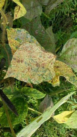 Diseases of Black gram – Khethari