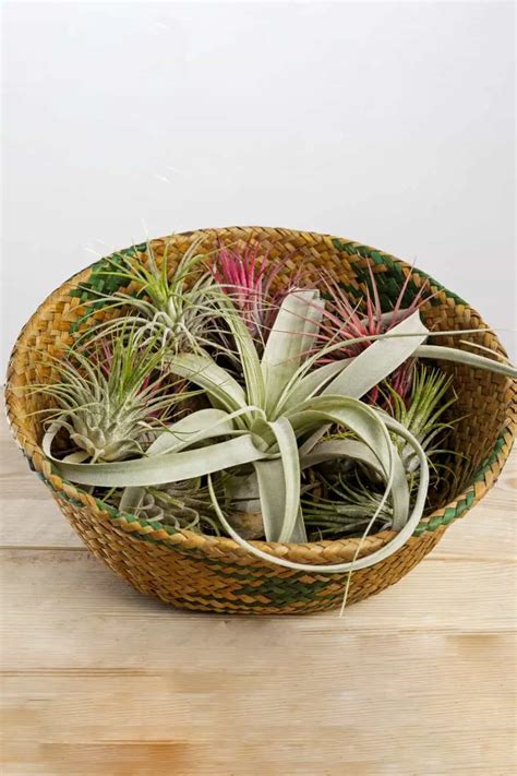 How to Grow Air Plants (Tillandsia) | Snappy Living
