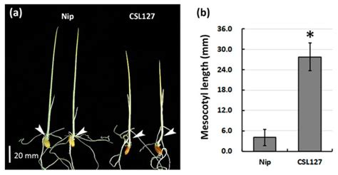 QTL Mapping of Mesocotyl Elongation and Confirmation of a QTL in ...