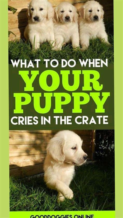 Dogs First Hour Home 的图像结果