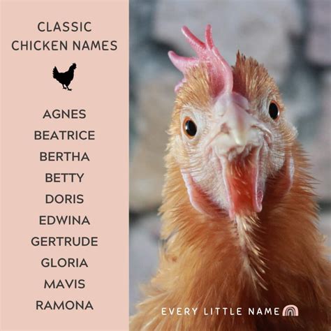 Cute Name For A Chicken Coop at Barbara Fowler blog
