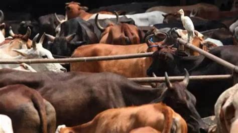 Assam: Four arrested for cattle smuggling in Dhubri, vehicle seized ...