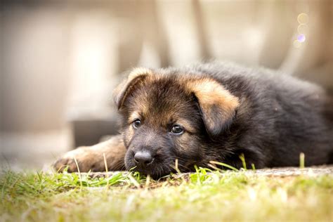 Cute German Shepherd