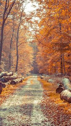 Fall Iphone Wallpaper Minimal by Fall Iphone Wallpapers Top Free Fall Iphone Backgrounds Fall Iphone Wallpaper Minimal