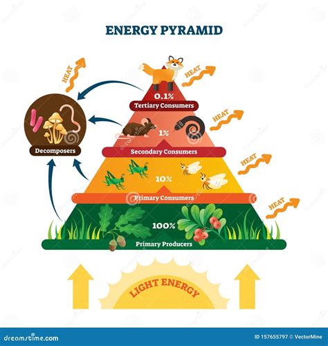 Biomass Pyramid Examples What Is An Inverted Pyramid Of Biomass?