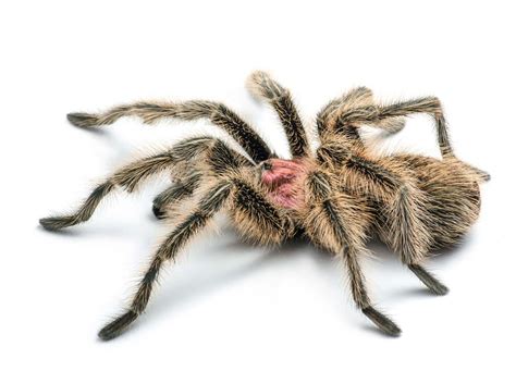 Rose Hair Tarantulas Handeling