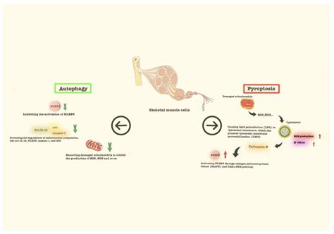 Pyroptosis and Sarcopenia: Frontier Perspective of Disease Mechanism