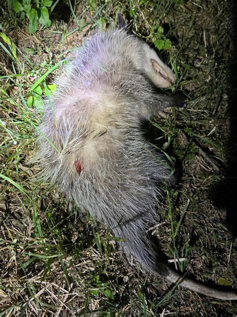 Urgent! Plz help! Dog bit possum I think.. what to do? : r/animalid