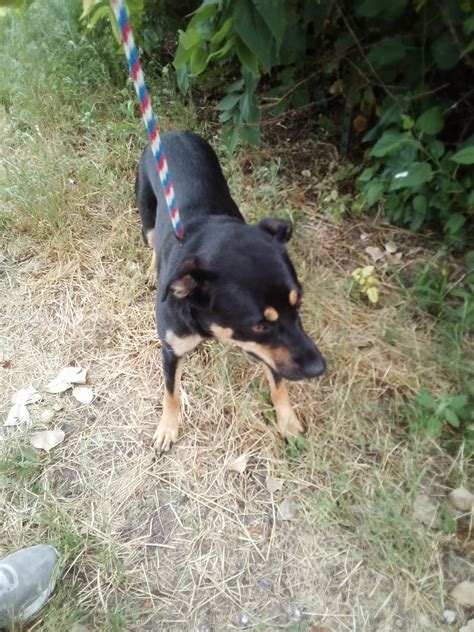 PANHANDLE HUMANE SOCIETY - Scottsbluff NE - Hours, Directions, Reviews ...