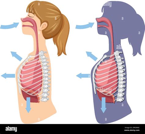 Mechanism of breathing inhale and exhale illustration Stock Vector Image & Art - Alamy