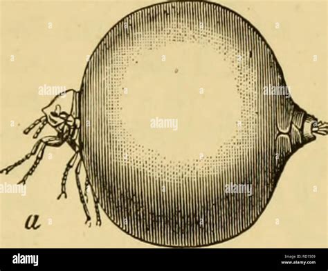 Image result for Jigger Bug Parasite