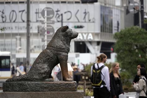 Hachiko Statue Tokyo: The World's Most Famous Canine Memorial
