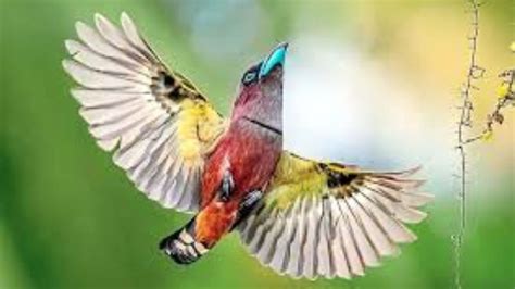 Over 100 Bird Species Documented in Seberang Perai’s Forest Reserves ...