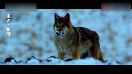 《重返狼群》-高清电影-完整版在线观看