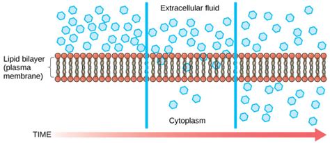 Passive Transport: Diffusion – Mt Hood Community College Biology 101
