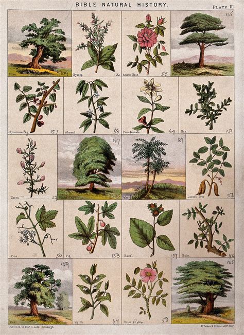 Plants And Trees In The Bible at Florence Parsons blog