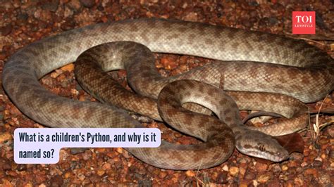 What is a children's python, and why is it named so?