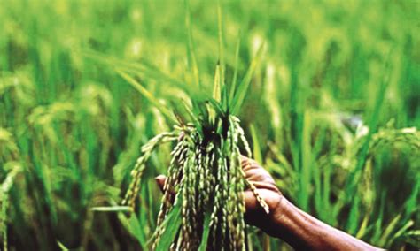 Hry disburses Rs 12,490 cr for paddy and Rs 805 cr for millet procurement