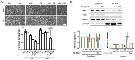 Single-Cell FISH Analysis Reveals Distinct Shifts in PKM Isoform ...