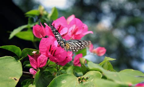 The Pink Butterfly Thai Variety Bougainvillea |Pink Butterfly ...