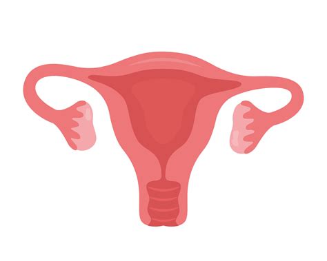 Uterus. Woman reproductive health illustration. Gynecology. Anatomy. Vector illustration ...