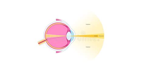 Image result for Peripheral Vision Field of View