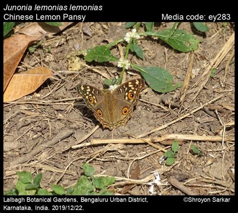 Junonia lemonias | Butterfly