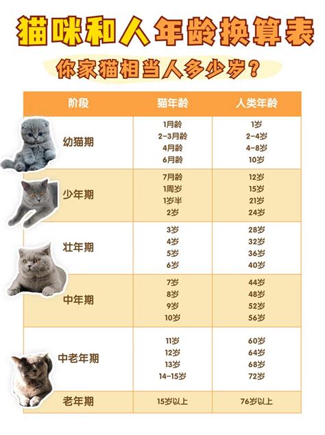 12种猫咪平均寿命&猫咪长寿秘籍 - 哔哩哔哩