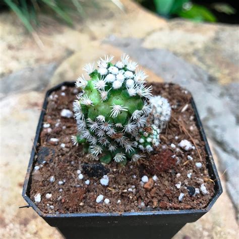 Mammillaria vetula 'Arizona Snowcap' - Gabbar Farms
