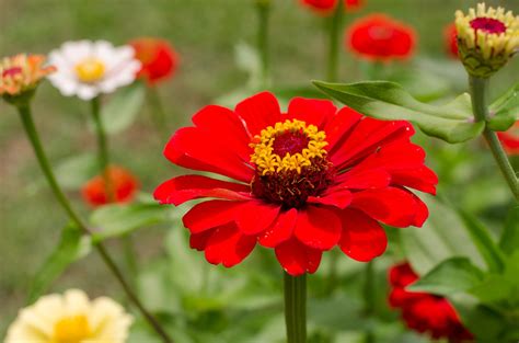 How to Grow Zinnias in Pots: From Seed to Colorful Blooms — Meadowlark ...