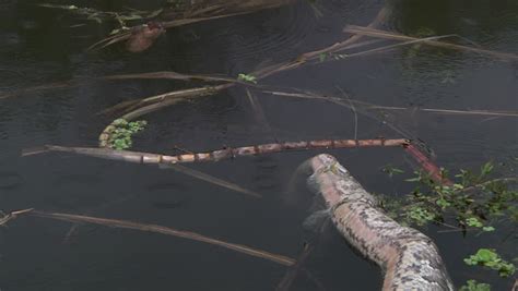 Image result for Alligator with Dead Python